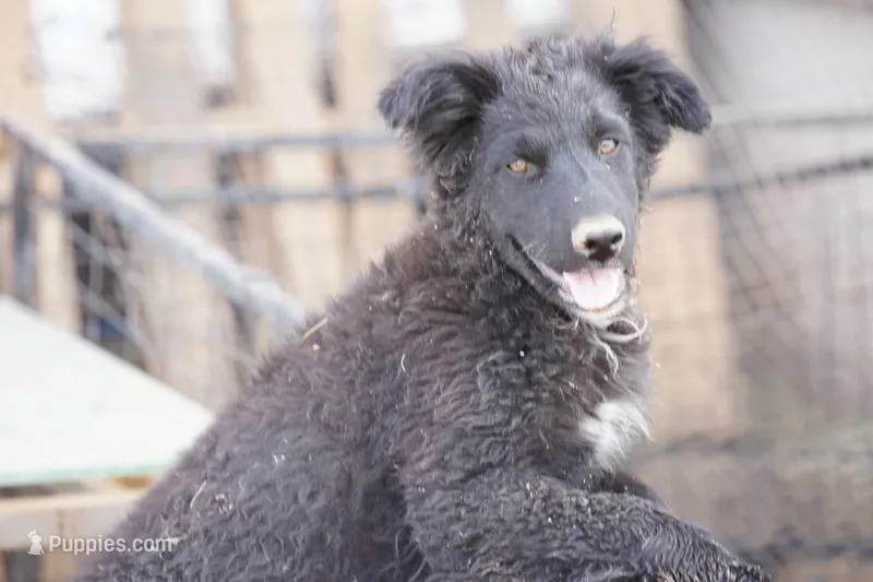 Toes M Black – Akita, McNab Shepherd puppy for sale in Maricopa, AZ