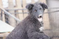 Toes M Black, a male Akita and McNab Shepherd for sale in Maricopa, AZ – Photo 1 of 10