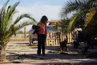 Toes F Black, a female Akita and McNab Shepherd for sale in Maricopa, AZ – Photo 9 of 9