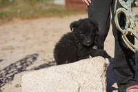 Toes F Black, a female Akita and McNab Shepherd for sale in Maricopa, AZ – Photo 7 of 9