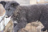 Toes M Black, a male Akita and McNab Shepherd for sale in Maricopa, AZ – Photo 9 of 10