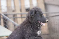 Toes M Black, a male Akita and McNab Shepherd for sale in Maricopa, AZ – Photo 3 of 10