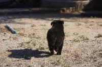 Toes F Black, a female Akita and McNab Shepherd for sale in Maricopa, AZ – Photo 8 of 9