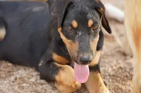 Doberdane Blk/Rst F, a female Doberman Pinscher and Great Dane for sale in Maricopa, AZ – 7 of 10