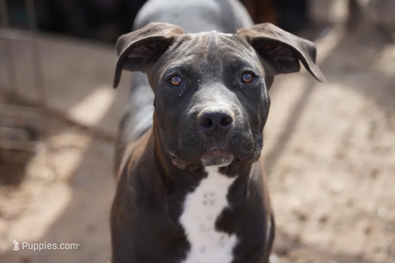 Walda Blk – American Mastiff puppy for sale in Maricopa, AZ