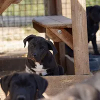 Walda Blk, a male American Mastiff for sale in Maricopa, AZ – Photo 2 of 4