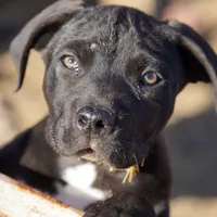 Walda Blk, a male American Mastiff for sale in Maricopa, AZ – Photo 1 of 4