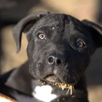 Walda Blk, a male American Mastiff for sale in Maricopa, AZ – Photo 3 of 4