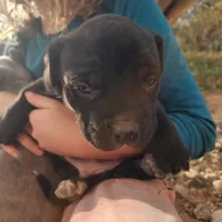 Walda Blk, a male American Mastiff for sale in Maricopa, AZ – Photo 4 of 4