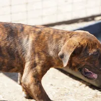 Leona M, a male American Mastiff for sale in Maricopa, AZ – Photo 8 of 10