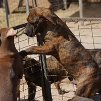 Leona M, a male American Mastiff for sale in Maricopa, AZ – Photo 6 of 10