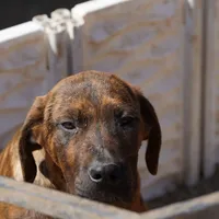 Leona M, a male American Mastiff for sale in Maricopa, AZ – Photo 7 of 10