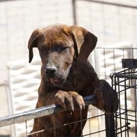 Leona M, a male American Mastiff for sale in Maricopa, AZ – Photo 4 of 10