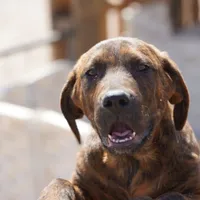 Leona M, a male American Mastiff for sale in Maricopa, AZ – Photo 3 of 10