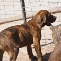 Leona M, a male American Mastiff for sale in Maricopa, AZ – Photo 9 of 10