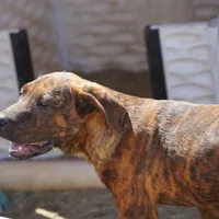 Leona M, a male American Mastiff for sale in Maricopa, AZ – Photo 1 of 10