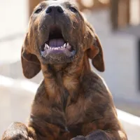 Leona M, a male American Mastiff for sale in Maricopa, AZ – Photo 2 of 10