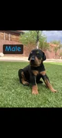 Akira Blk M, a male Doberman Pinscher for sale in Maricopa, AZ – 8 of 10