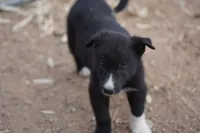 McNabsky M black, a male Siberian Husky and McNab Shepherd for sale in Maricopa, AZ – 5 of 10