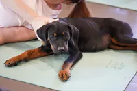 Amiri, a female Rottweiler for sale in Maricopa, AZ – 3 of 10