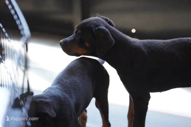 Light Blue Collar – Rottweiler puppy for sale in Maricopa, AZ