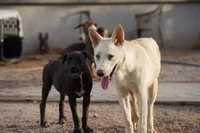 Tiscar Farm Dog (Alex), a male Akita and McNab Shepherd for sale in Maricopa, AZ – 7 of 10
