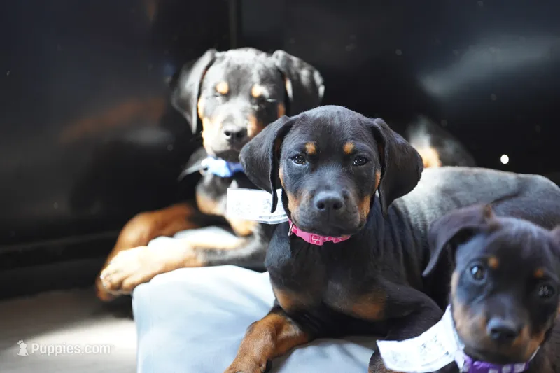 Amiri – Rottweiler puppy for sale in Maricopa, AZ