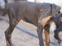 Dobie Blk F Diabla, a female Doberman Pinscher for sale in Maricopa, AZ – 2 of 5