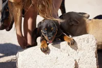 Rott (Chanel M), a male Rottweiler for sale in Maricopa, AZ – 5 of 10