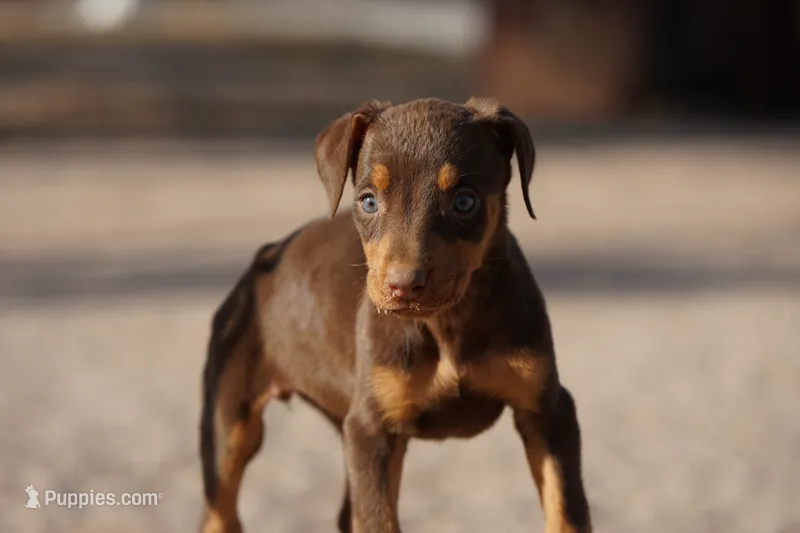 Diabla Red F – Doberman Pinscher puppy for sale in Maricopa, AZ