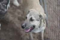 Bansky (B3), a female Siberian Husky and American Mastiff for sale in Maricopa, AZ – 7 of 10