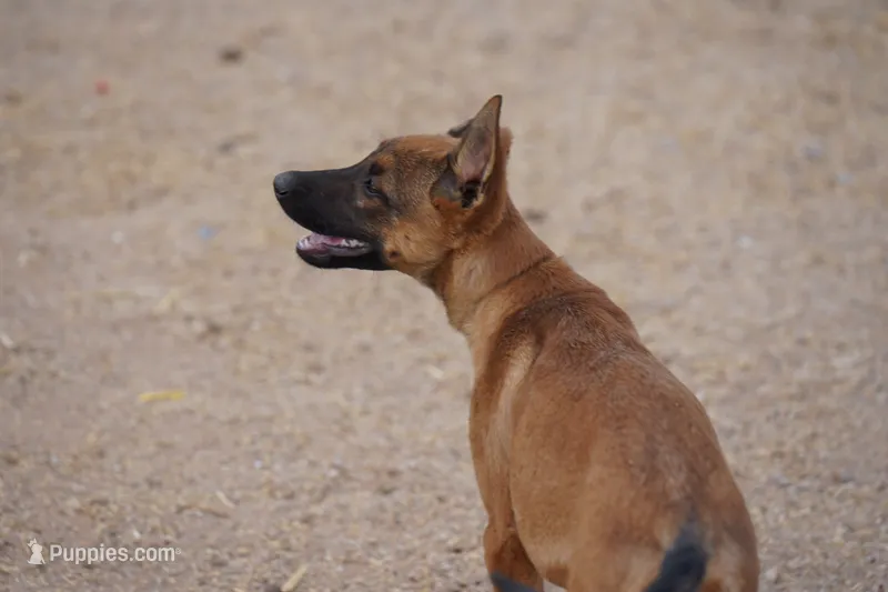 Malinois M – Belgian Malinois puppy for sale in Maricopa, AZ