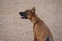 Malinois M, a male Belgian Malinois for sale in Maricopa, AZ – 1 of 10