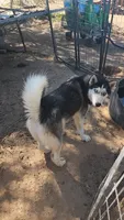 McNabsky M black, a male Siberian Husky and McNab Shepherd for sale in Maricopa, AZ – 3 of 4