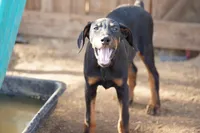Milhouse, a male Doberman Pinscher for sale in Maricopa, AZ – 3 of 10