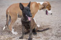 Dutch (Stella), a female Dutch Shepherd for sale in Maricopa, AZ – 5 of 10