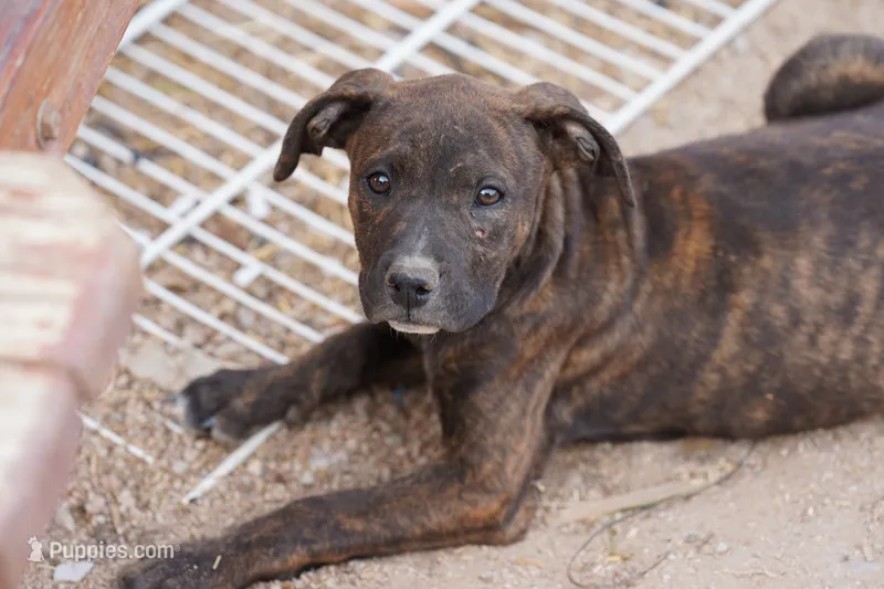 Midnight Brindle F – American Mastiff puppy for sale in Maricopa, AZ