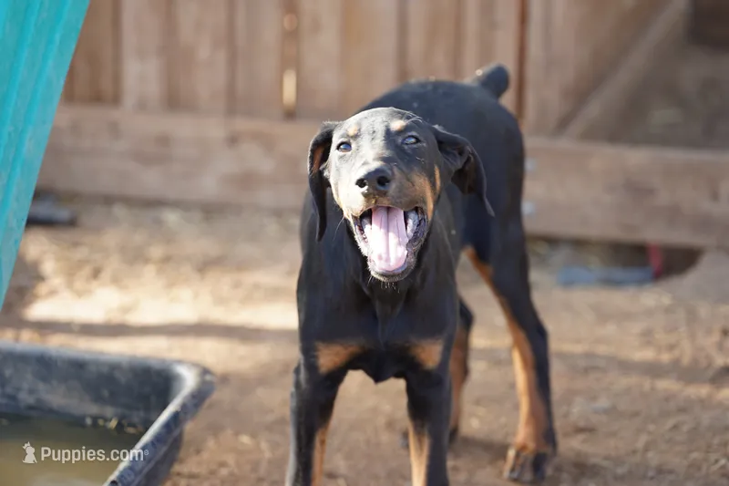 Milhouse – Doberman Pinscher puppy for sale in Maricopa, AZ