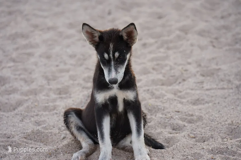 Husky girl 1 – Siberian Husky puppy for sale in Maricopa, AZ