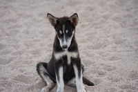 McNabsky (Husky), a female Siberian Husky and McNab Shepherd for sale in Maricopa, AZ – 4 of 10