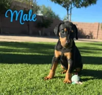 Akira Blk M, a male Doberman Pinscher for sale in Maricopa, AZ – 4 of 10