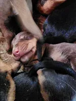 Akira Blk M, a male Doberman Pinscher for sale in Maricopa, AZ – 2 of 4