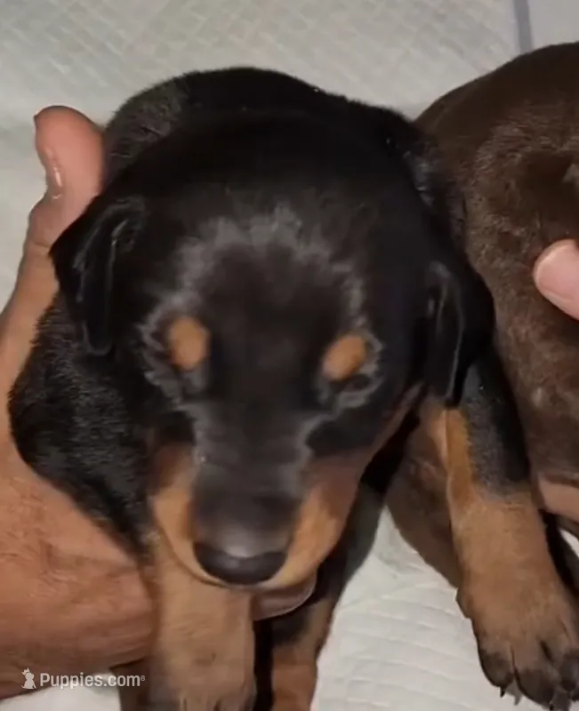 Akira Blk F – Doberman Pinscher puppy for sale in Maricopa, AZ