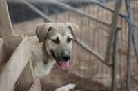 Bansky (B3), a female Siberian Husky and American Mastiff for sale in Maricopa, AZ – 2 of 10