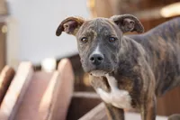 Bandogge (BrindM), a male American Mastiff for sale in Maricopa, AZ – 4 of 10