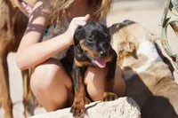 Rott (Chanel F), a female Rottweiler for sale in Maricopa, AZ – 8 of 10