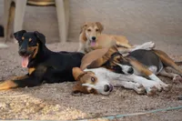 Doberdane Champagne F, a female Doberman Pinscher and Great Dane for sale in Maricopa, AZ – 5 of 10