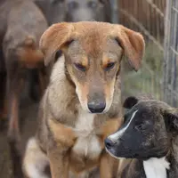 Dragon Tiscar Farm Dog, a male Akita and Dutch Shepherd for sale in Maricopa, AZ – Photo 6 of 10