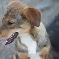 Dragon Tiscar Farm Dog, a male Akita and Dutch Shepherd for sale in Maricopa, AZ – Photo 10 of 10