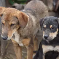 Dragon Tiscar Farm Dog, a male Akita and Dutch Shepherd for sale in Maricopa, AZ – Photo 8 of 10